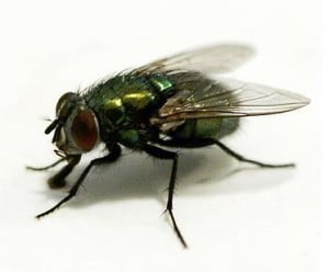 lalat