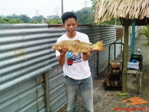 Ikan rohu yang tewas