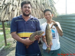 Ikan leekoh dengan rohu