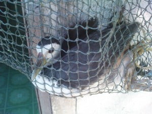 burung wak-wak