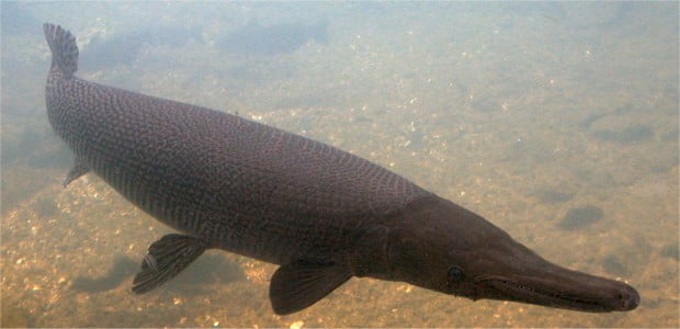 alligator_gar